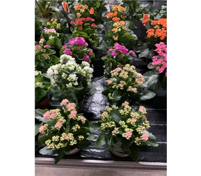 Kalanchoe blossfeldiana 'Happiness' Kalanchoe blossfeldiana 'Happiness'