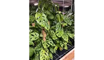 Monstera obliqua 'Money Mask'
