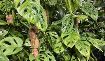 Monstera obliqua 'Money Mask'