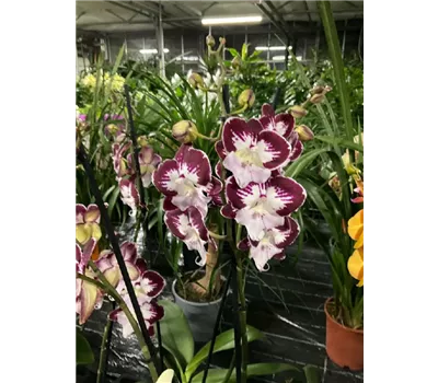 Phalaenopsis hybride 'Tinkerbells' 2tr. Phalaenopsis hybride 'Tinkerbells' 2tr.