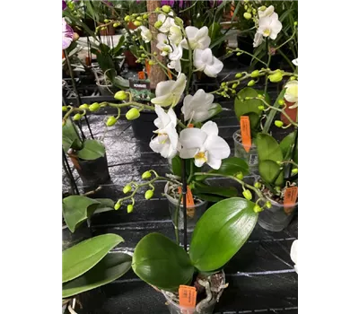 Phalaenopsis multi. 'FC Snowflake' 1tr Phalaenopsis multi. 'FC Snowflake' 1tr