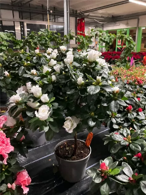 Rhododendron simsii Stamm