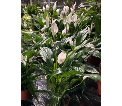 Spathiphyllum wallisii 'Sweet Chico' Spathiphyllum wallisii 'Sweet Chico'