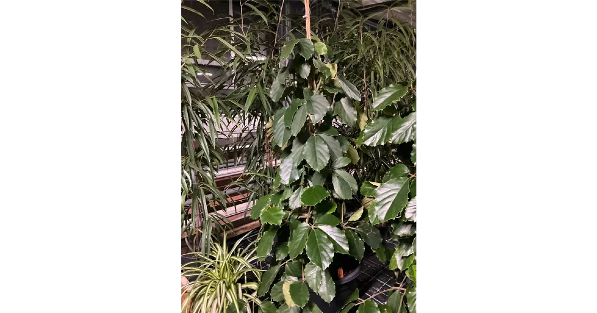 Tetrastigma voinierianum