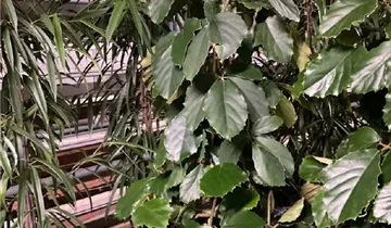 zimmerpflanze pink Philodendron Pink Princess – Foliage Dreams main image 1