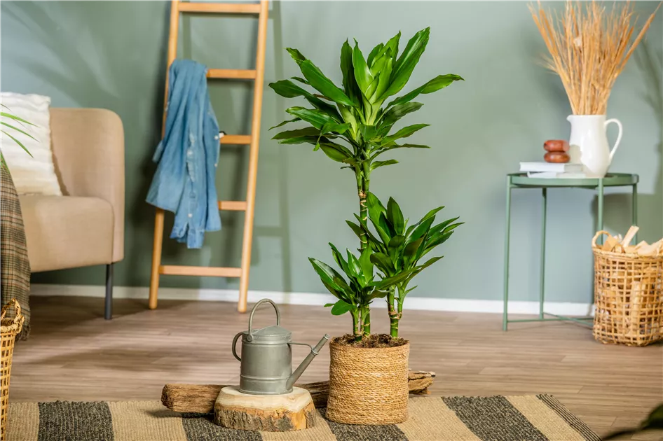 Dracaena fragrans 'Janet Lind'