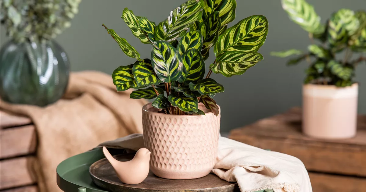 korbmarante blüte Korbmarante kaufen - Calathea Ornata Zimmerpflanze Ø:27 H:80 cm main image 0