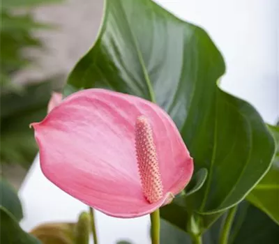 Anthurium andreanum 'Karma Pink' Anthurium andreanum 'Karma Pink'