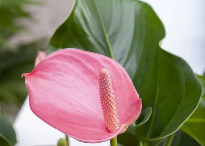 Anthurium andreanum 'Karma Pink'