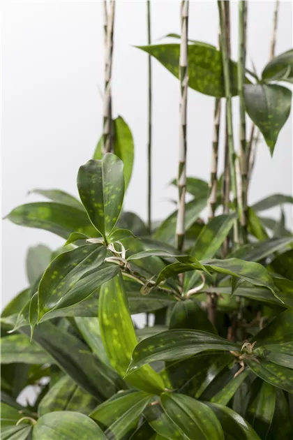 dracaena reflexa giftig Dracaena 'Magenta' main image 1
