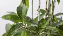 Dracaena surculosa