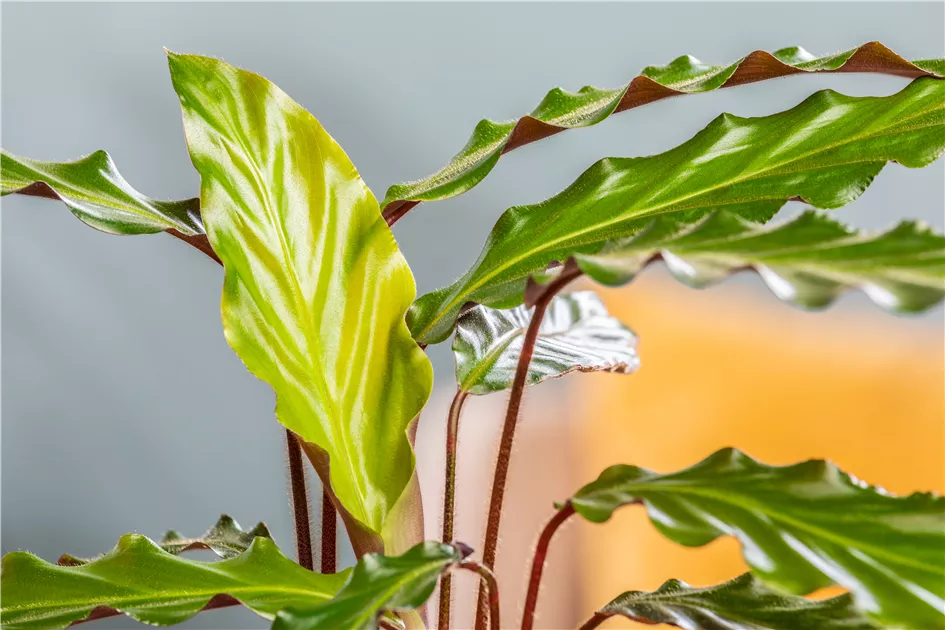 monstera care Monstera Deliciosa: Popular Live Plant - (6” Pot) – Easy Plant Care - Low  Maintenance House Plant for Home main image 0