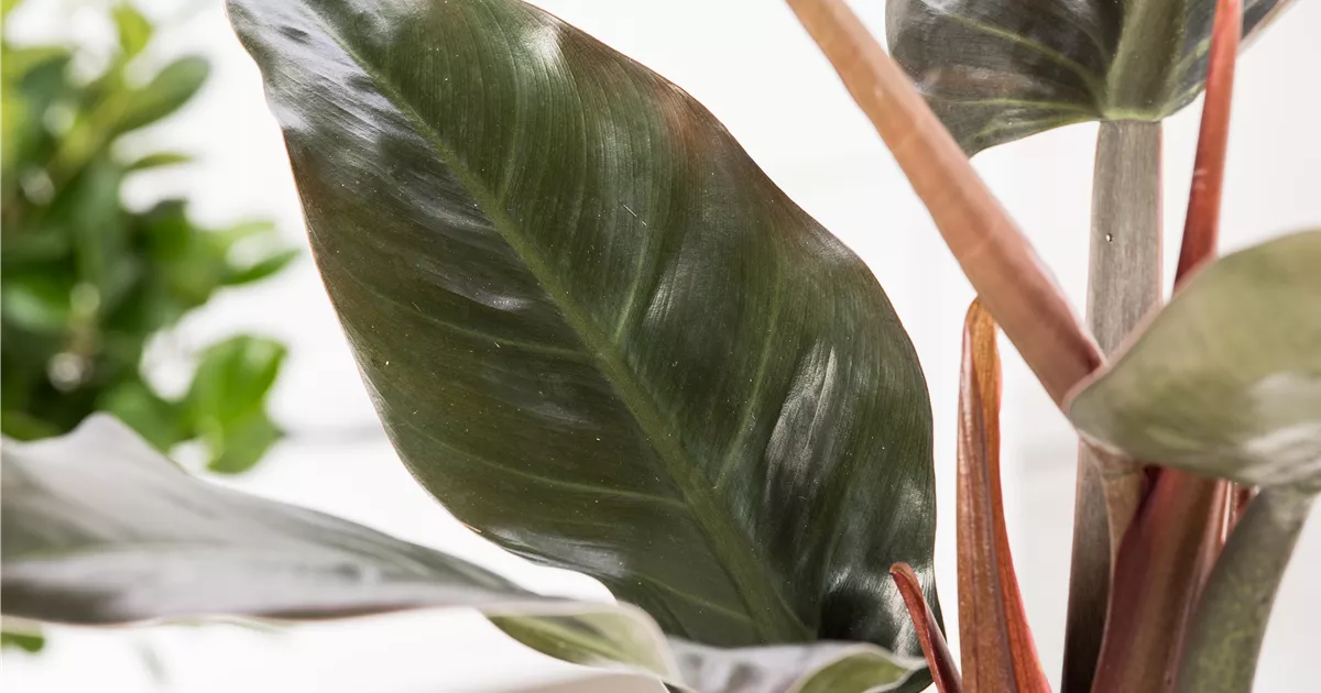 philodendron scandens 'brasil' Philodendron Scandens