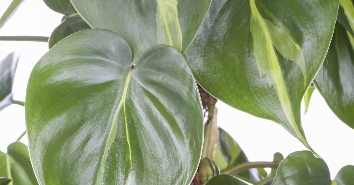 Philodendron scandens