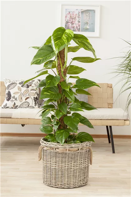 Philodendron scandens